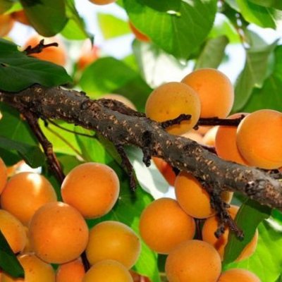 Voglia di albicocche? Ecco la guida per sceglierle buone