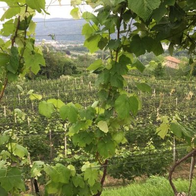 Cantine aperte 2018
